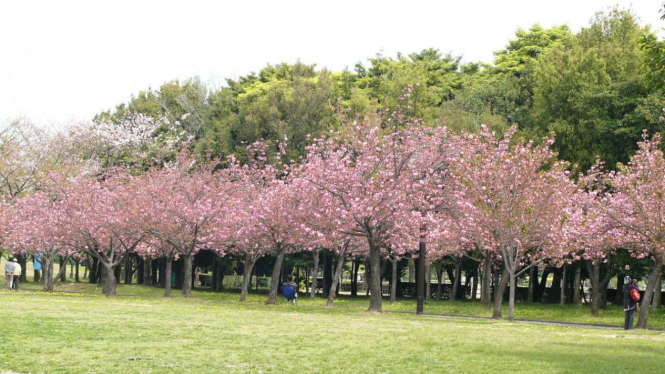 Taman Bunga Sakura di Cibodas, Jawa Barat.