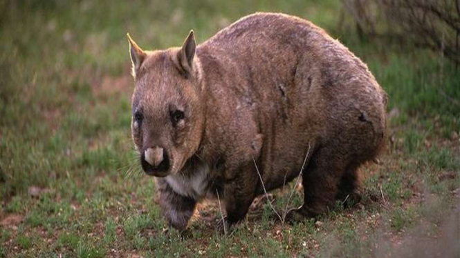 Hairy-nosed Wombat