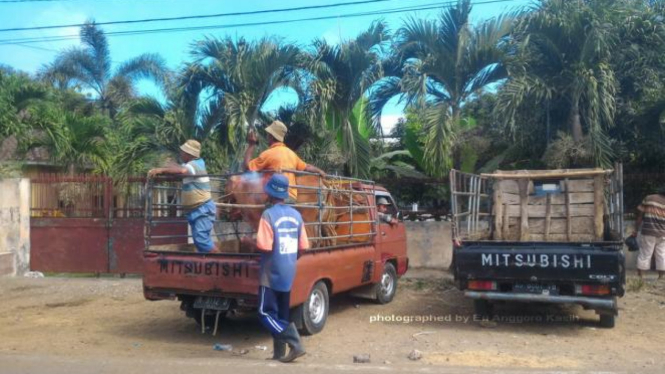 Pasar Keppo, Tempat Menjual Sapi Terbesar di Madura