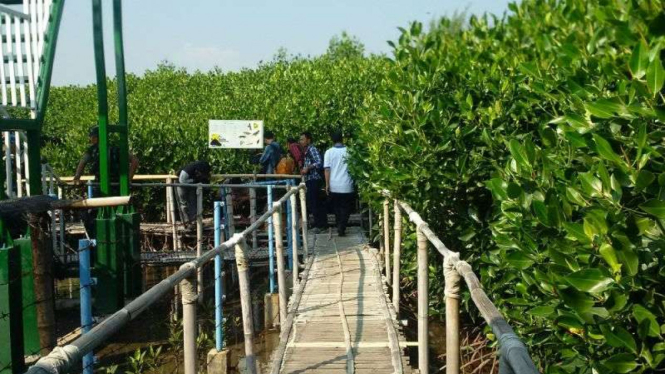 Mangrove Edu Park di Pantai Maron, Semarang