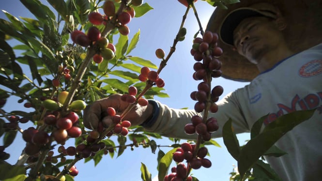 Produksi Kopi Nasional Diprediksi Turun