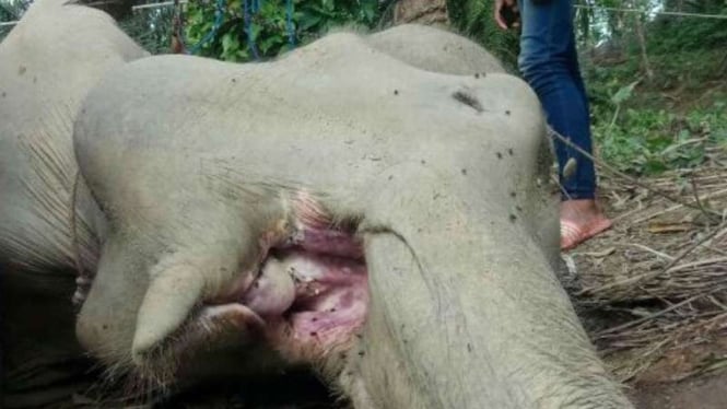 Seekor gajah betina yang menjadi bagian pasukan operasi pengamanan Taman Nasional Gunung Leuser di Sumatera Utara dilaporkan mati.