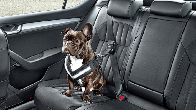 Sabuk pengaman khusus untuk anjing.