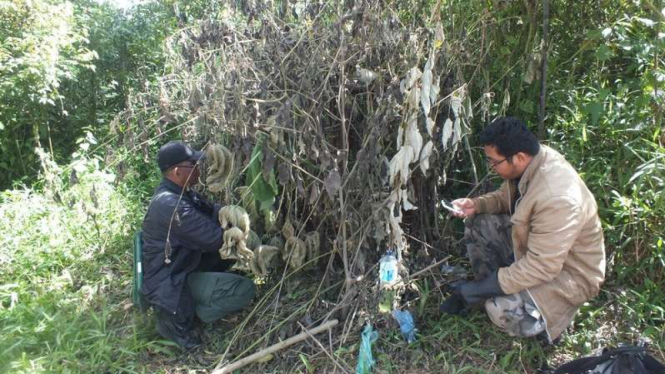 Petugas BKSDA Bukittinggi memeriksa kondisi perangkap harimau yang dipasang di kawasan ladang warga di Kabupaten Agam Sumatera Barat, Jumat (28/7/2017)