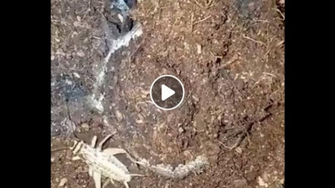 Anda Akan Dibuat Kaget Binatang Yang Memakan Jangkrik Ini Viva