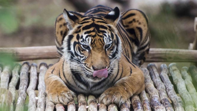 Seekor harimau sedang beristirahat.