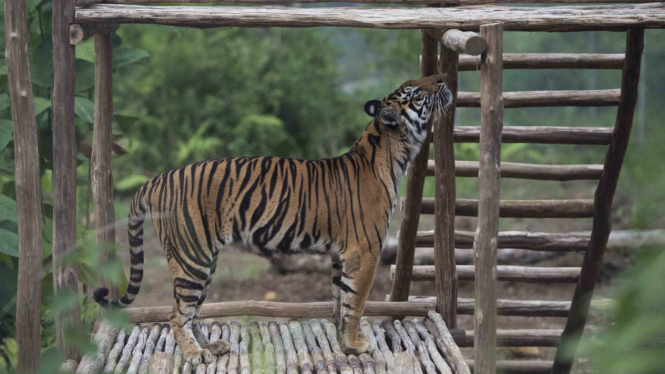 Pelepasliaran Harimau Sumatera di Dharmasraya Sumbar