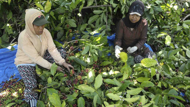 Petani saat Panen Kopi di Lereng Gunung Muria.