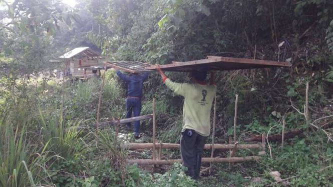 Petugas Balai Konservasi Sumber Daya Alam dibantu warga memasang perangkap untuk menangkap harimau yang memangsa ternak di Kabupaten Agam, Sumatera Barat, pada Rabu, 2 Agustus 2017.