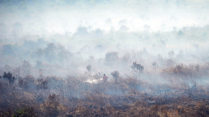 Kebakaran Lahan di Jambi