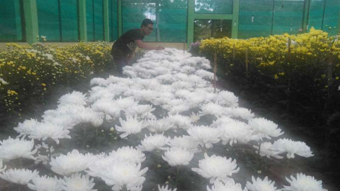 Petani bunga di Kota Tomohon, Sulawesi Utara.