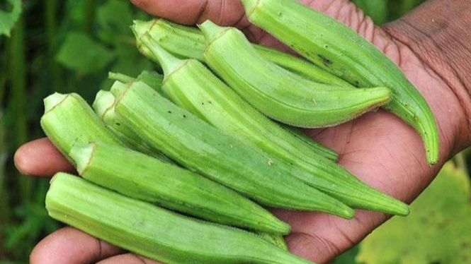 Sembuhkan Asam Urat dengan Tanaman Sayur Okra 