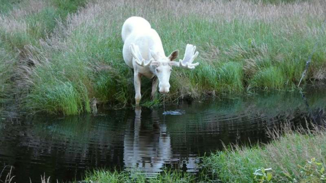 Penampakan rusa putih langka di hutan Swedia yang terekam kamera, Kamis (10/8/2017)