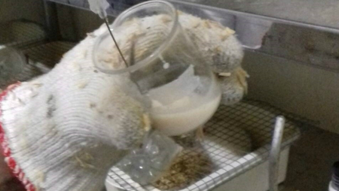 Susu kedelai terfermentasi yang dikembangkan mashasiswa UGM