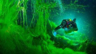 Ilmuwan Berhasil Pecahkan Misteri Evolusi Hewan