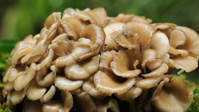 Maitake