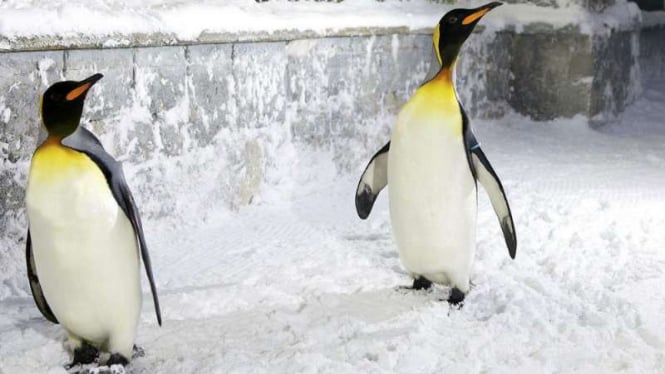 Penguins di Ski Dubai