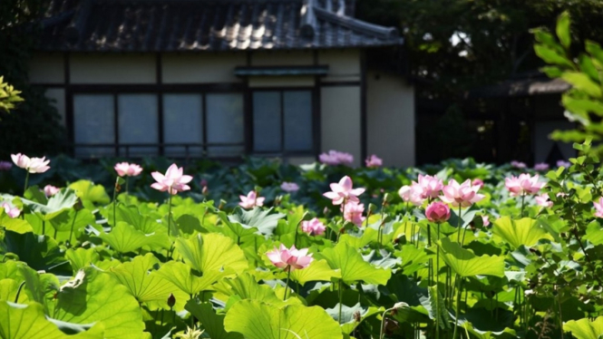 Kuil Shinshu Takada-ha Honzan Senshu-ji, Jepang.