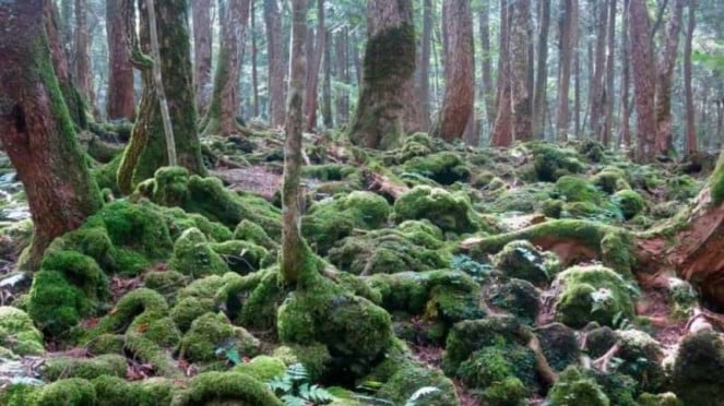 Hutan Aokigahara