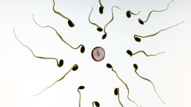 Ilustrasi Sperma