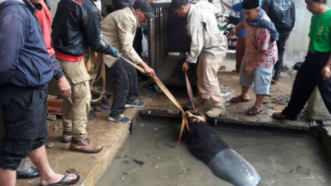 Seekor tapir betina berbobot satu ton yang kabur dari kebun binatang ditemukan di dalam sebuah kolam di area Istana Bung Hatta, Bukittinggi, Sumatera Barat, pada Selasa pagi, 29 Agustus 2017.