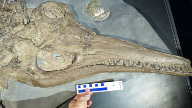 Fosil naga laut Ichthyosaurus somersetensis