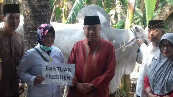 Sapi bantuan presiden di Yogyakarta.