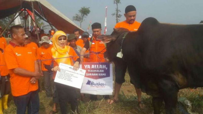 Keluarga besar Aburizal Bakrie menyalurkan 17 sapi limosin sebagai hewan kurban untuk tujuh belas ribu warga di Kabupaten Garut, Jawa Barat, pada Jumat, 1 September 2017.