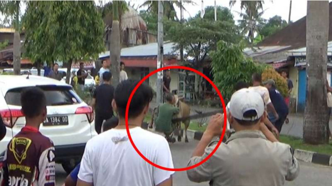 Sapi yang mengamuk dan melukai warga di Kota Padang Sumatera Barat usai dilumpuhkan dengan tembakan peluru, Sabtu (2/9/2017)