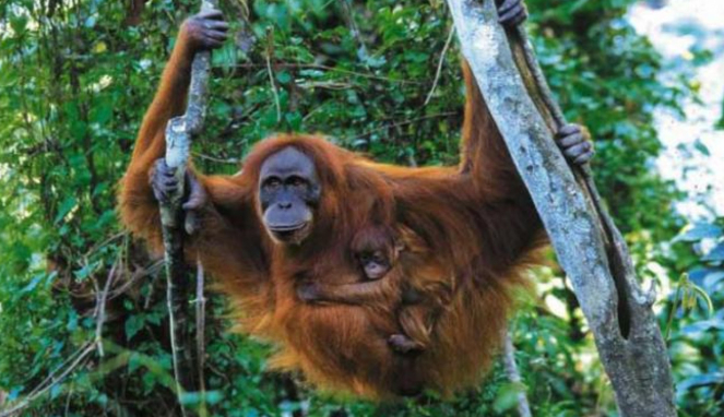 Orangutan Sumatra.