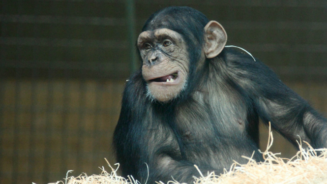 Ilustrasi simpanse