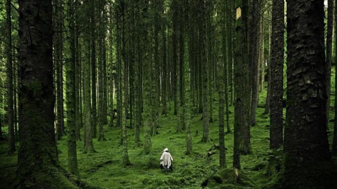 Ilustrasi hutan.