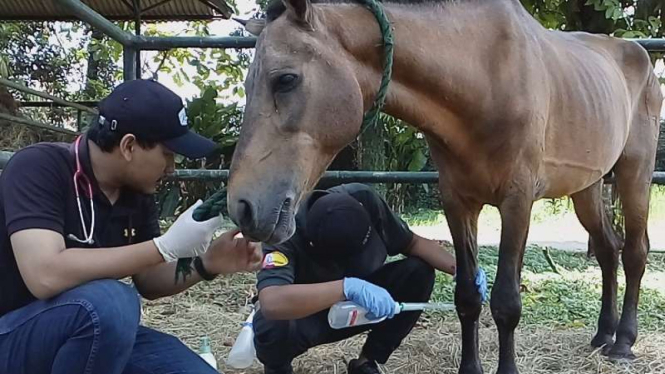 Kondisi Chester, kuda delman yang disiksa kusir.