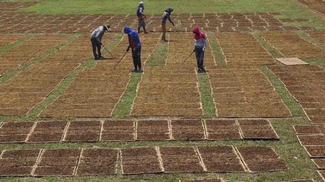 Panen tembakau petani Indonesia