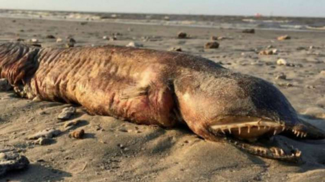 Makhluk diduga hewan tak dikenali dihempaskan dari laut usai Badai Harvey