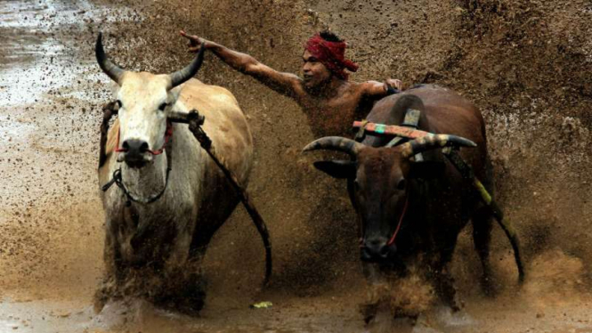 Pacu jawi alias balapan sapi ala masyarakat Minangkabau di Kabupaten Tanah Datar, Sumatera Barat.