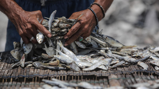 Un aumento en la producción de peces en escabeche