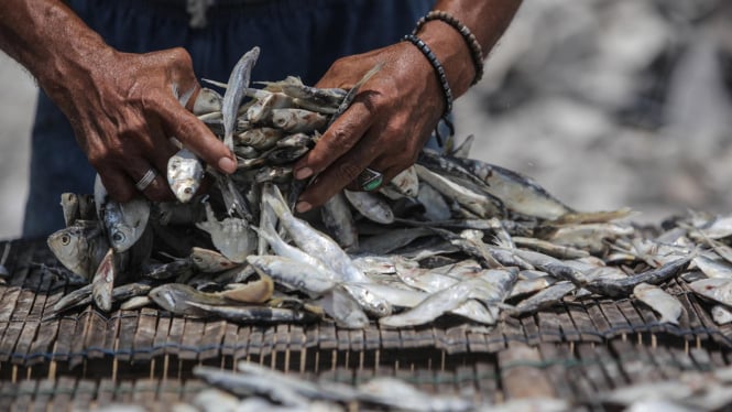 Peningkatan Produksi Ikan Asin