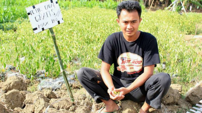 Widodo, petani asal Bantul yang menggratiskan siapa pun yang ingin memetik cabai di ladang miliknya, MInggu (17/9/2017)