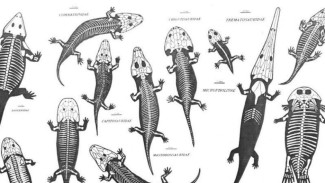 Temnospondyls, Amfibi Kuno yang Punya Ribuan Gigi Mini