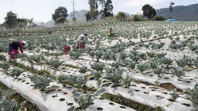 Upah Buruh Tani Naik