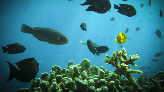 Keindahan Wisata Bawah Laut di Labuan Bajo