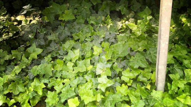 Hedera Helix, English Ivy