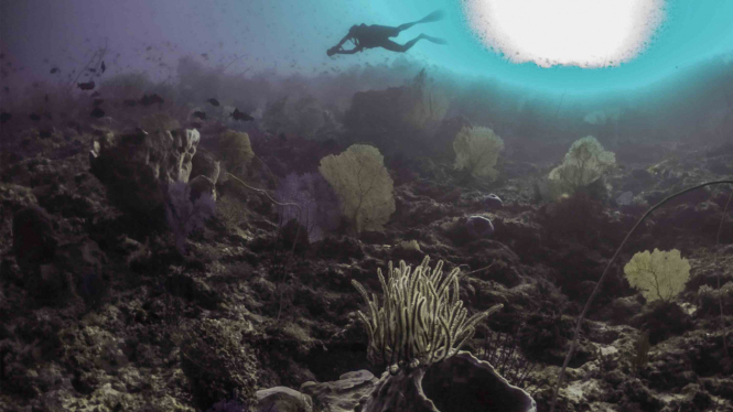 Keindahan Alam Bawah Laut di Wakatobi