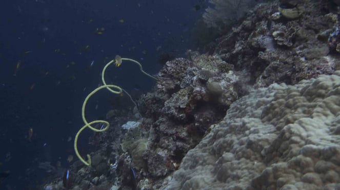 The Beauty of Underwater Nature in Wakatobi