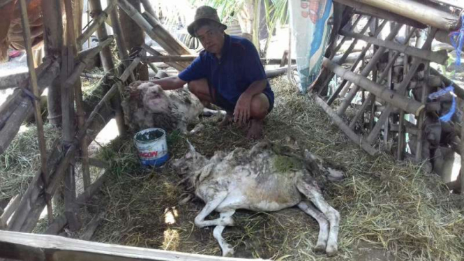 Domba milik warga yang mati setelah digigit anjing misterius di Malang, Jawa Timur, pada Jumat, 22 September 2017.
