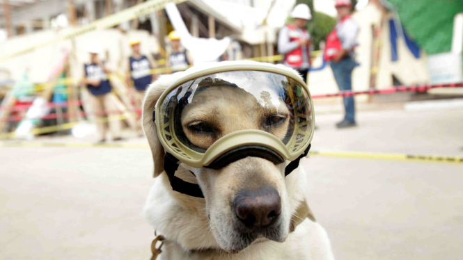 Anjing penyelamat ikut evakuasi korban gempa bumi Meksiko