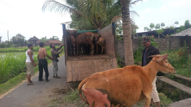 Makelar membeli sapi warga yang tinggal di sekitar lereng Gunung Agung 