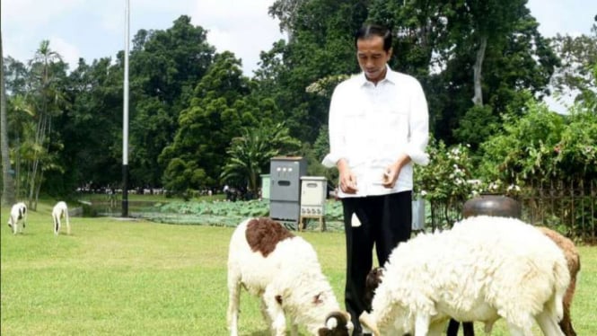 Presiden Jokowi sedang memberikan makan domba di Istana Bogor