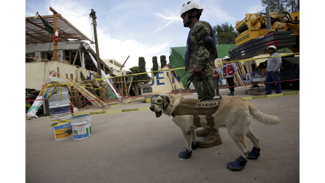 Ilustrasi anjing penyelamat mencari korban gempa di meksiko